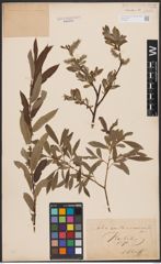 Salix aurita L. x Salix viminalis L.